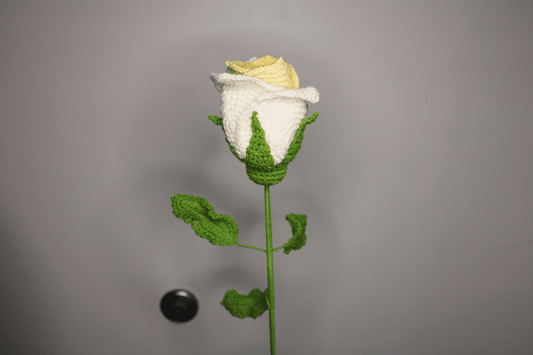 Cup Rose