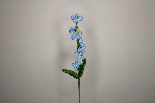 Myosotis Sylvatica