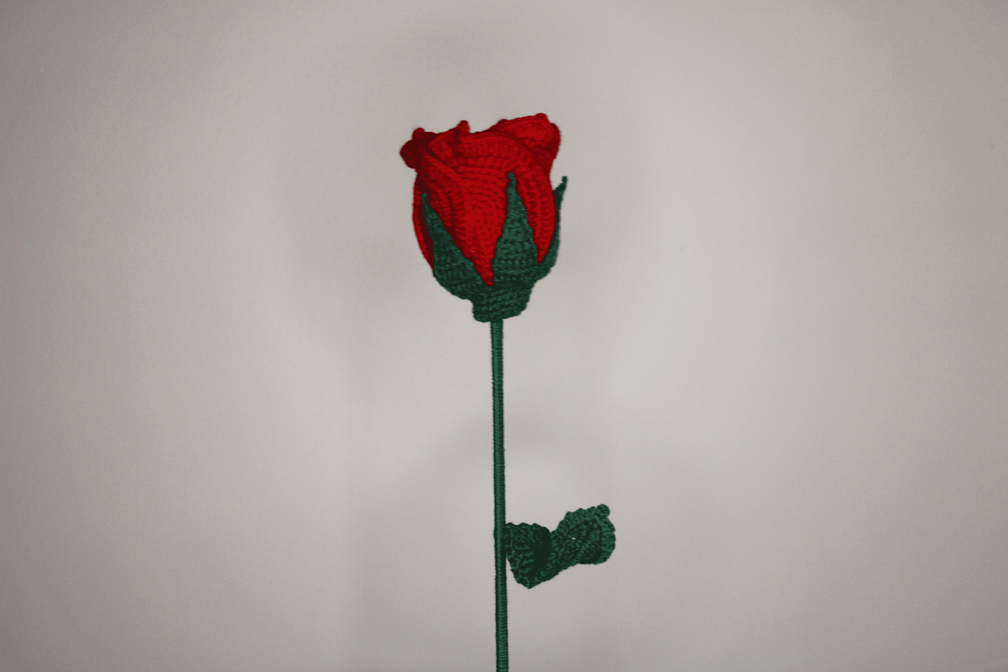 Big Red Rose