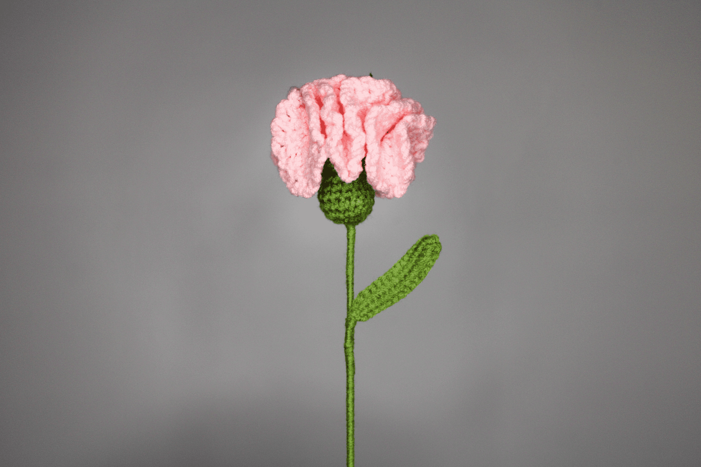 Carnation